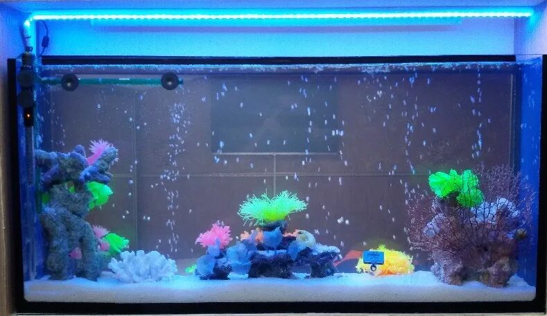 Нужен рыбкам свет ночью. Светодиодная подсветка для аквариума. Аквариум с разноцветной подсветкой. Неоновая лента в аквариум.