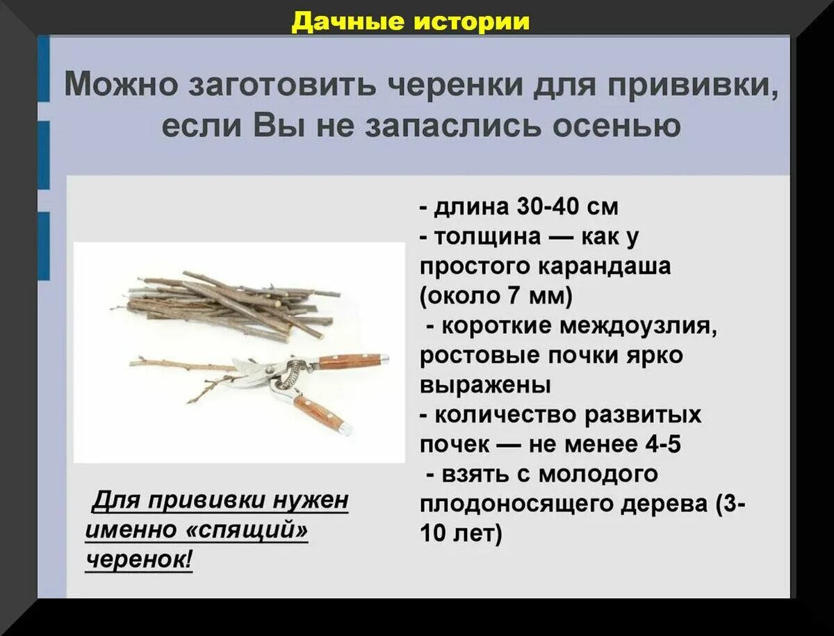 Заготовка черенков для прививки плодовых деревьев. Черенки для окулировки. Черенки плодовых деревьев. Когда заготовлять черенки для прививки яблони. Черенки для прививки яблони заготовка.