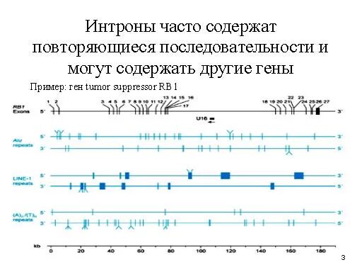 Интроны 1 и 2 группы. Функция интронов. Экзоны и интроны. Содержит интроны. Экзон рф билеты категории