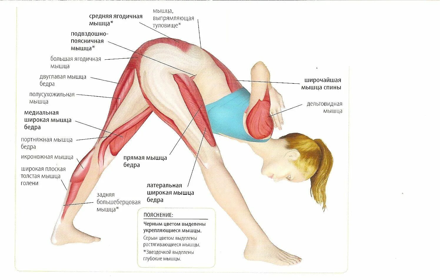 Анатомия йоги Паршвоттанасана. Подвздошно-большеберцовый тракт анатомия. Анатомия йоги Джану Ширшасана. Ягодичная мышца и тазобедренный сустав.