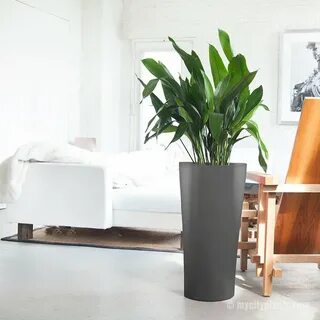 Iron plant