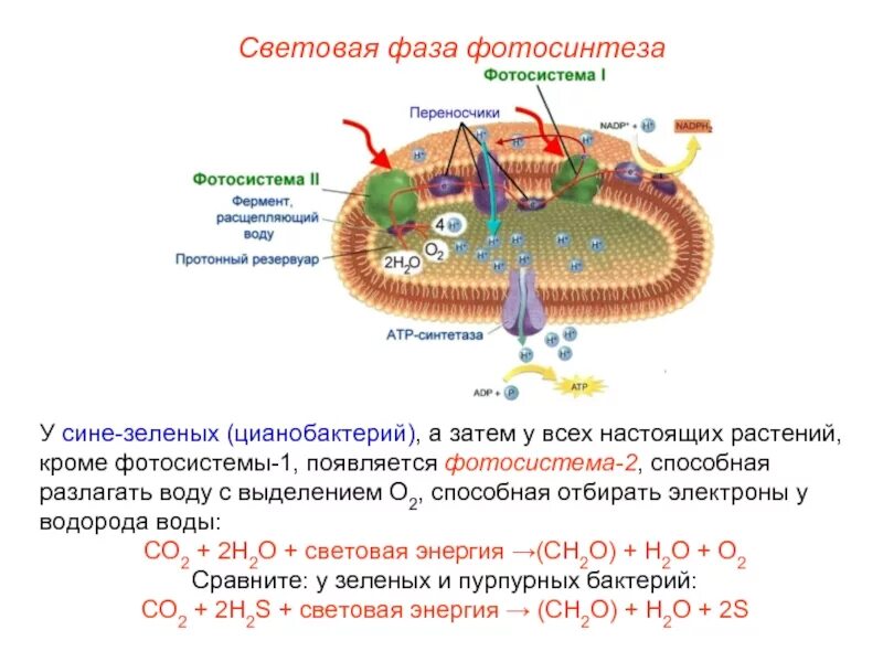 Фотосистемы 1 и 2 фотосинтеза. Световая фаза фотосинтеза 9 класс биология. Фотосистема 2 фотосинтез. Схема световая фаза фотосинтеза фотосистемы.