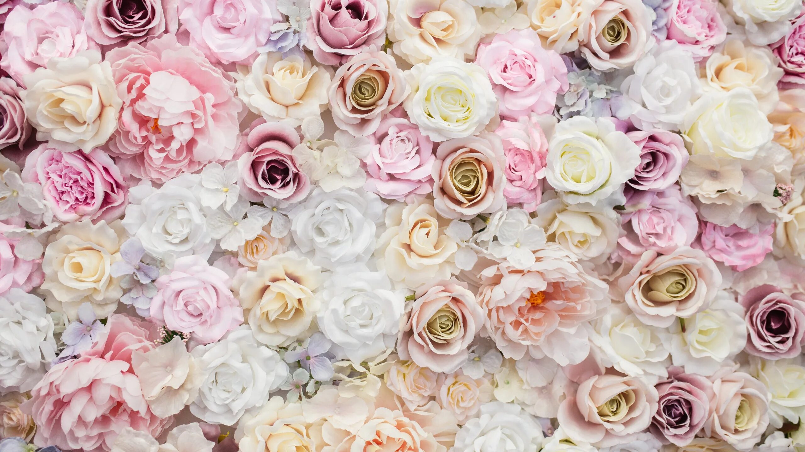 Фон розочки. Цветочный фон. Бело розовые цветы. Розы фон. Красивый баннер с цветами.