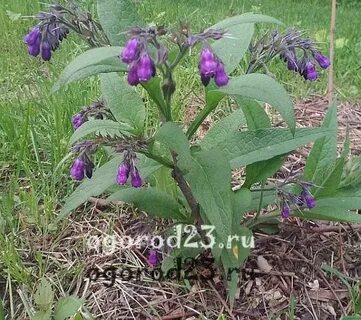 Вред окопника