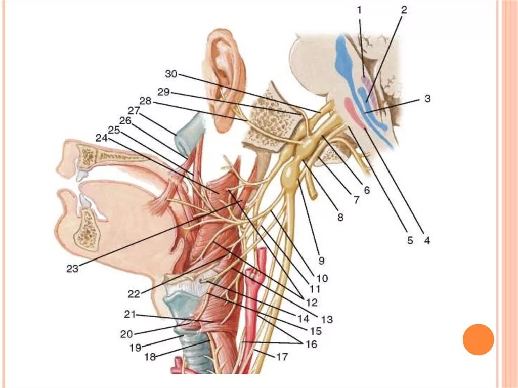 Иннервация блуждающего нерва. Ветви блуждающего нерва анатомия. Блуждающий нерв nervus Vagus. Блуждающий нерв анатомия топография. Блуждающий нерв ветви схема.