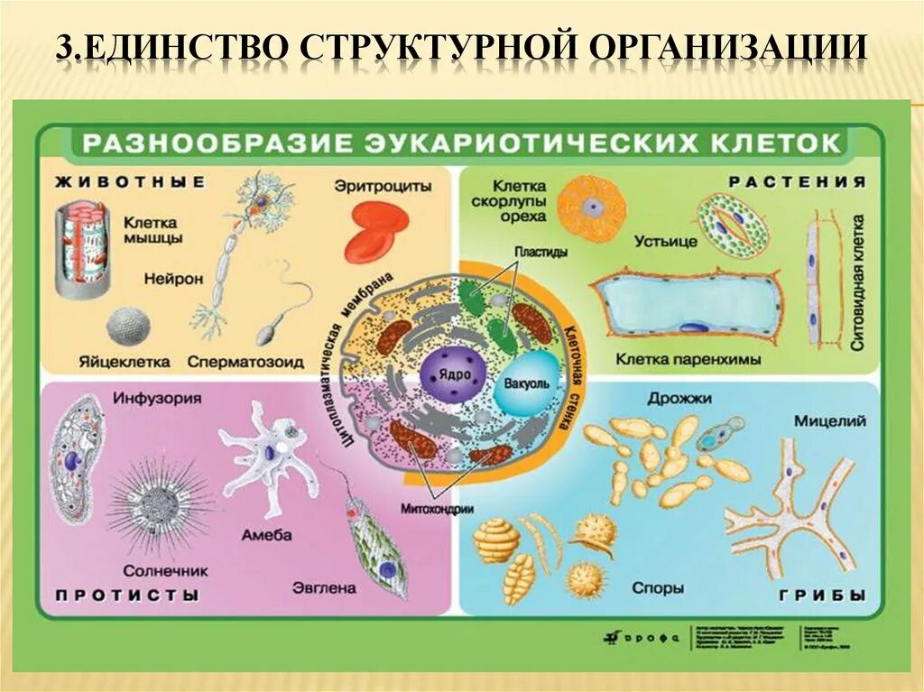 Структурная организация организмов. Вилы эуукорииических клеток. Строение клеток эукариот растений животных грибов. Виды эукариотических клеток. Многообразие клеток эукариот таблица.