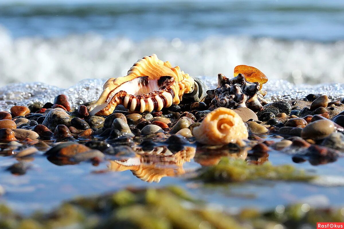 Янтарь ракушки Балтийского моря. Красивые морские раковины. Ракушки на берегу моря. Красивые ракушки.