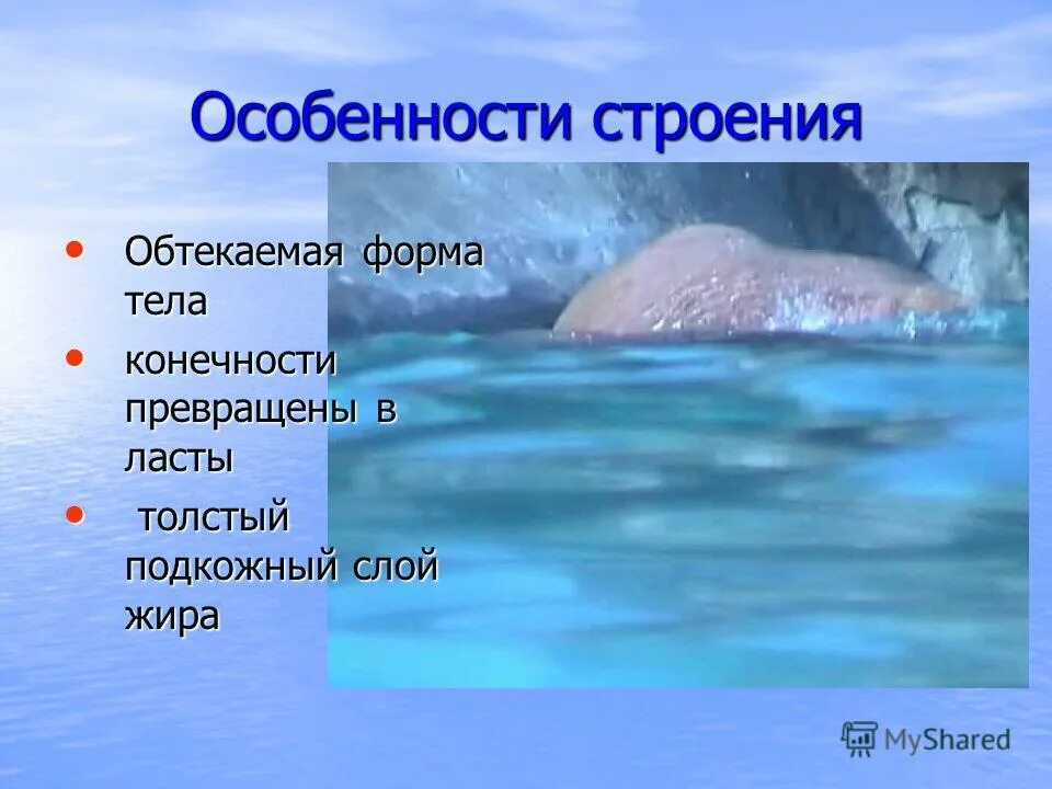 Млекопитающие отряд китообразные представители. Отряд ластоногие общая характеристика. Отряд ластоногие представители. Отряды млекопитающих ластоногие. Ластоногие особенности строения.