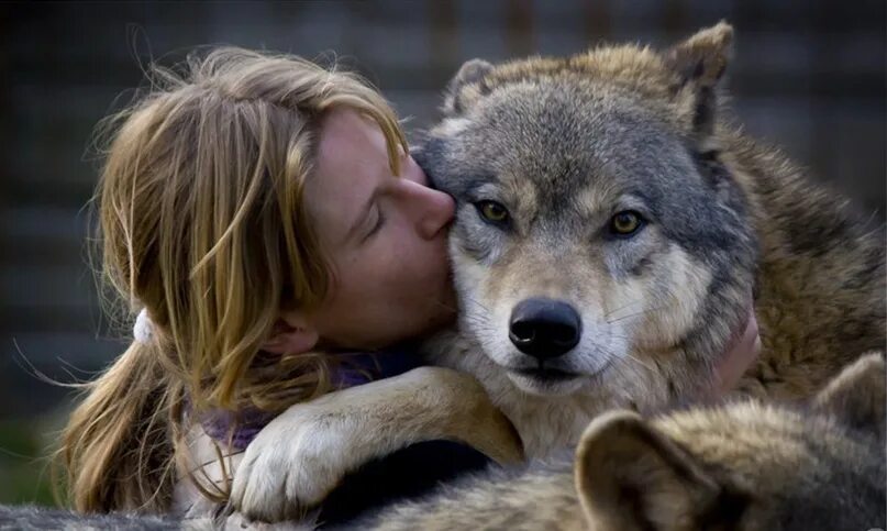 Полюбить волка. Обнимает волка. Волк обнимает девушку. Парень обнимает волка.