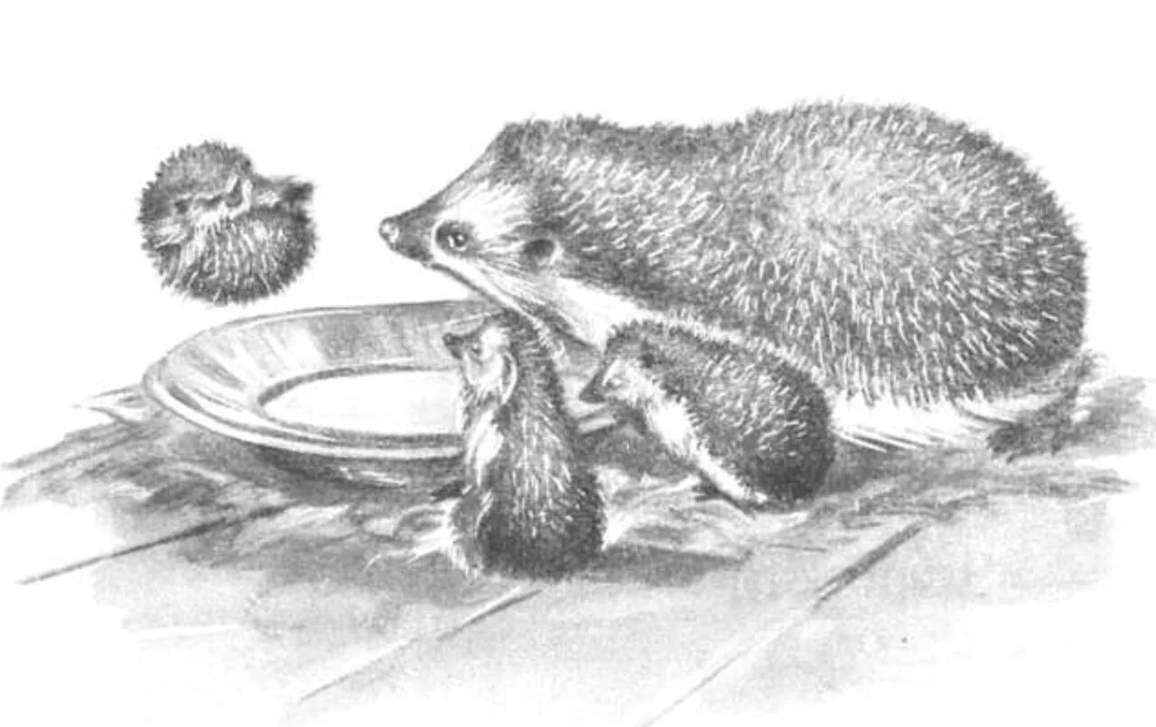 Скребицкий колючая семейка. Колючая семейка книга. Колючая семейка. Колючая семейка. Колючая семейка.