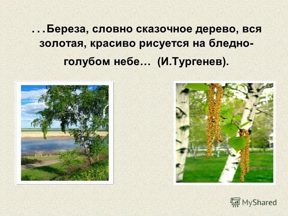 березы словно. береза в сквере. березы словно. а осенний ясный немножко. лес после дождя.