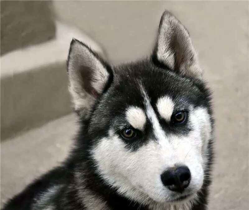 Хаски кари. Сибирский хаски серый. Сибирский хаски серый. Хаски с карими глазами. Хаски кари.