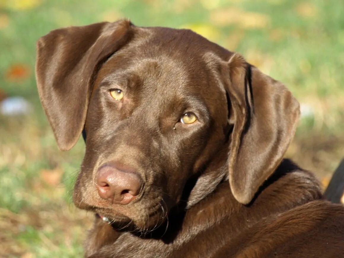 К чему снится большая собака. Лабрадор ретривер шоколадный. Лабрадор ретривер коричневый. Собака шоколадный лабрадор. Ретривер шоколадный гладкошерстный.