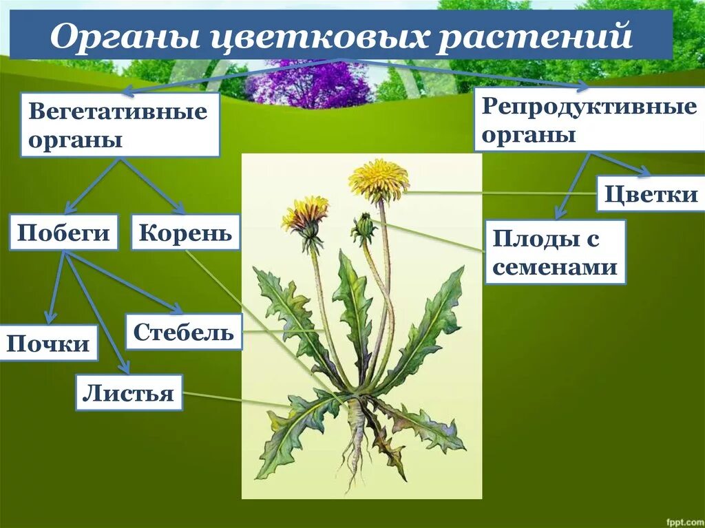 Покрытосеменные растения побег. Вегетативные органы цветковых растений. Вегетативные органы цветкового растения. Органы цветковых растений стебель. Вегетативные органы цветковых растений строение.