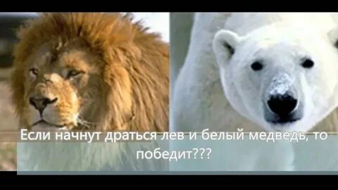 Кто победит белые медведи