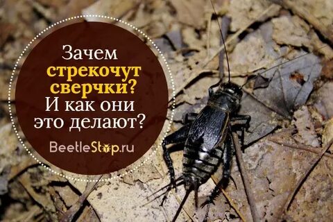 В ухе как будто кузнечики стрекочут