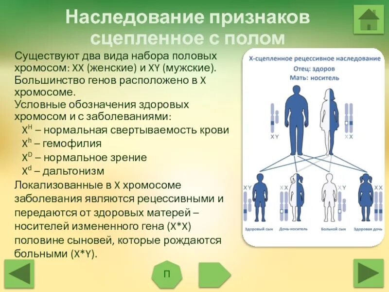 Между рецессивными генами гемофилии и дальтонизма. Наследование сцепленное с полом. Наследование признаков. Наследование признаков сцепленных с полом. Наследование признаков сцепленных с полом задачи.