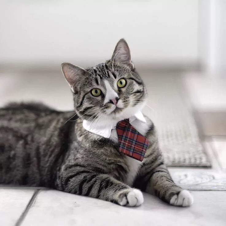 Коте что это такое