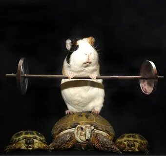 Violin hamster