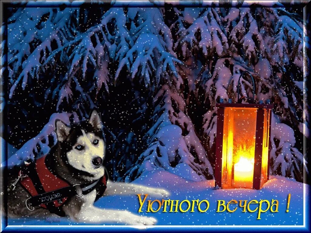 Добрый зимний вечер и отличного настроения. Приятного зимнего вечера. хорошего зимнего вечера. доброго снежного вечера. добрый зимний вечер с животными.