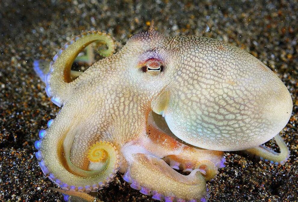 Осьминог водный. Amphioctopus marginatus. Головоногие моллюски. Головоногие Осьминоги. Головоногие моллюски осьминог кольчатый.