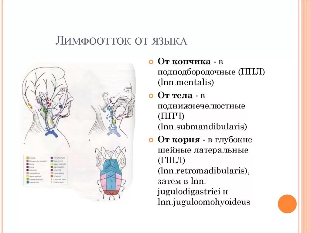 Регионарные лимфатические узлы схема. Узлы в которые оттекает лимфа от языка. Лимфоотток от языка анатомия.