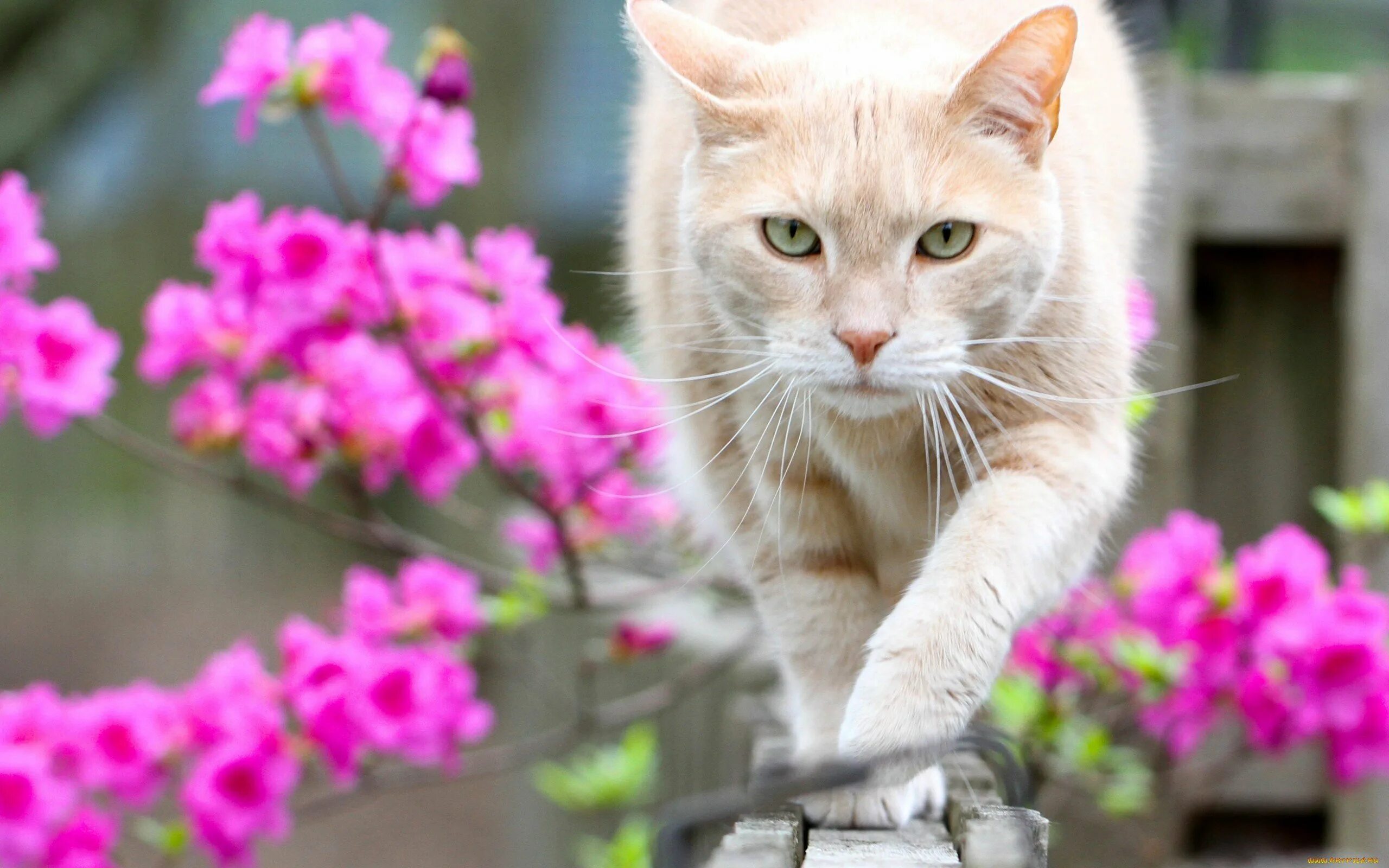 Весенняя кошечка. Кошечка в цветах. Красивый кот. Розовая кошка.