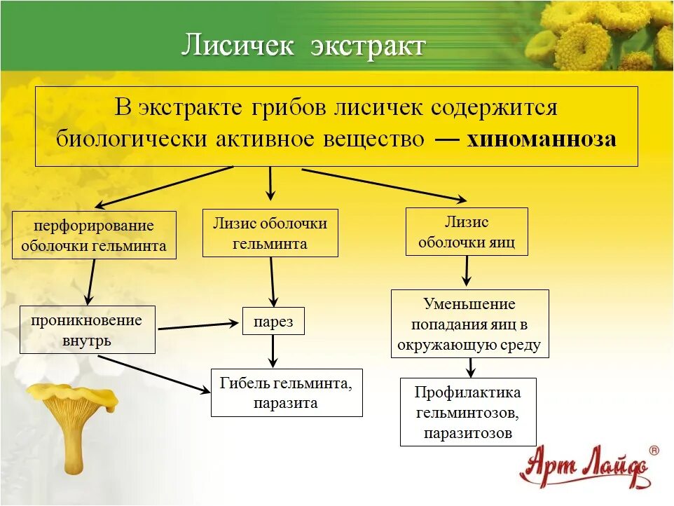 Что содержится в лисичках