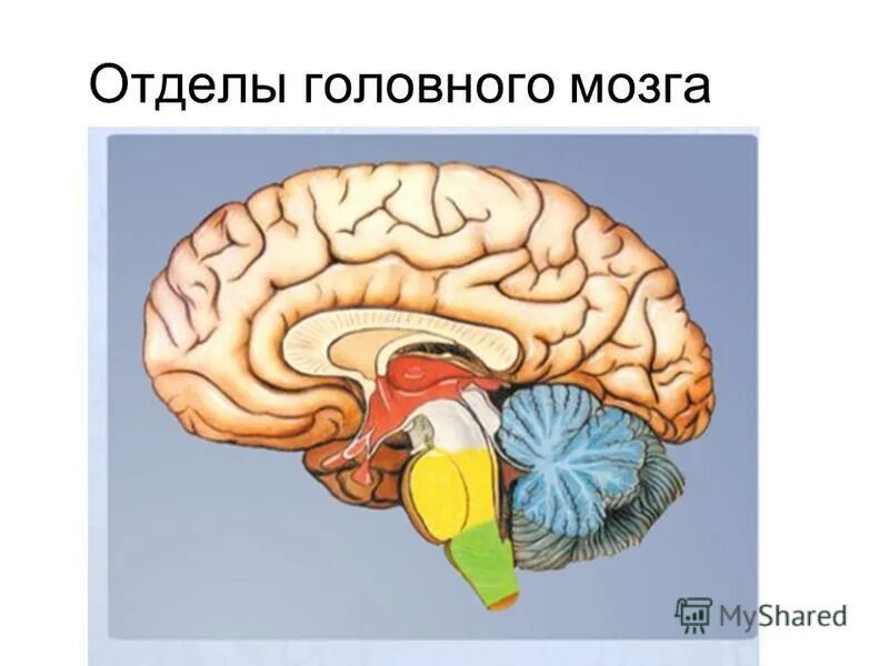 Центр терморегуляции находится в каком отделе мозга. Центр терморегуляции в мозге. центр терморегуляции расположен в гипоталамусе. центр терморегуляции располагается. где находится центр терморегуляции у человека.