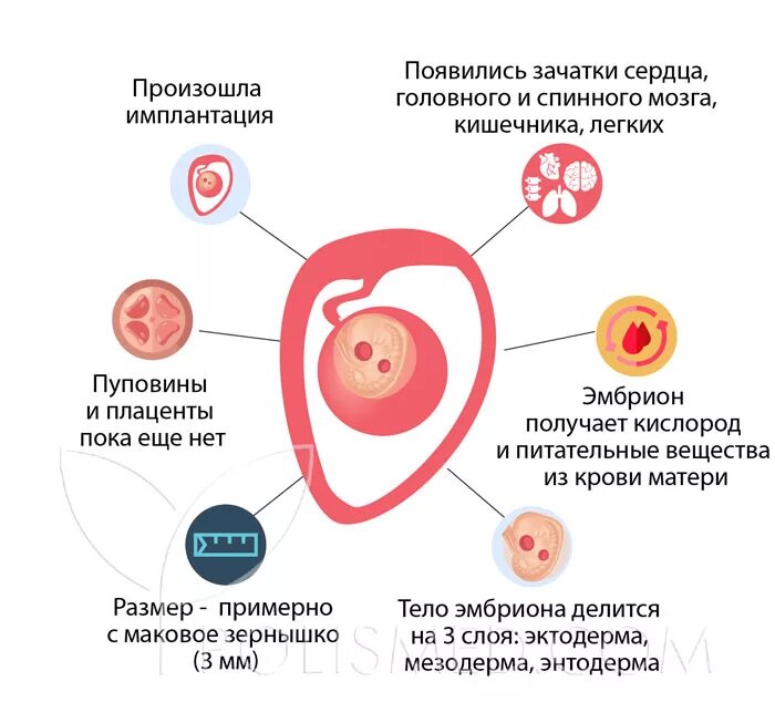 Через сколько плод после. Имплантация оплодотворенной яйцеклетки. Процесс прикрепления эмбриона. Сроки имплантации после оплодотворения. Симптомы имплантации эмбриона в матку.