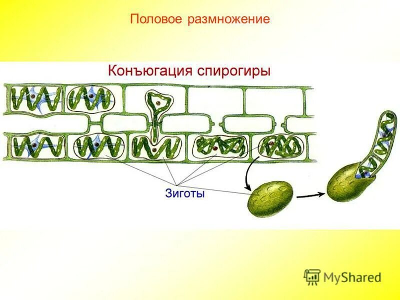 Тест формы размножения