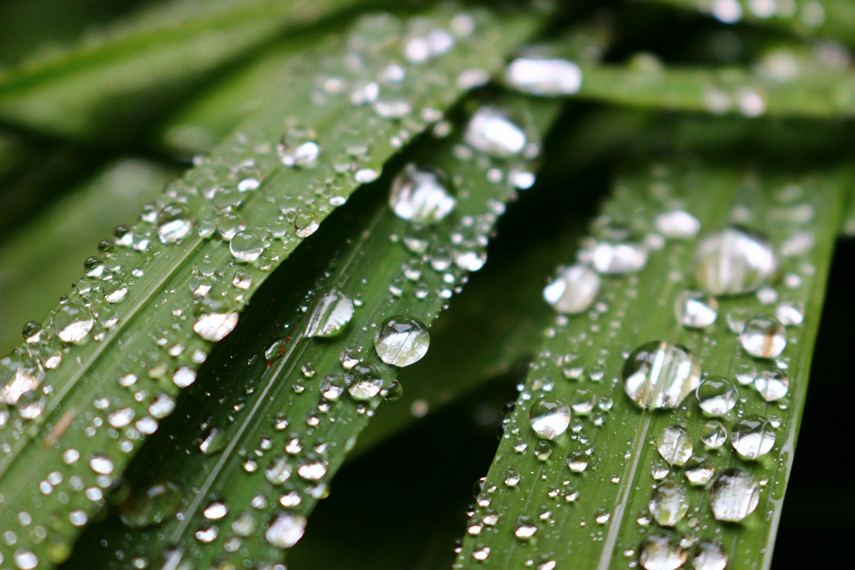 Keep raining. Капли воды на листьях. Роса на листьях. Листья на воде. Капли росы на листьях.