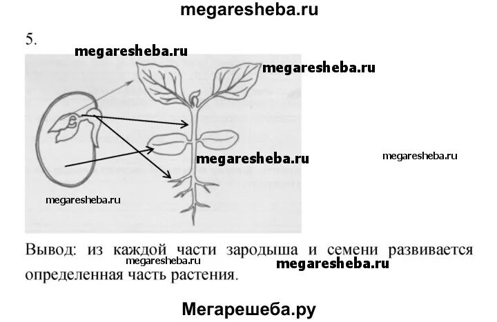 Пересказ параграфа по биологии 6 класс пасечник. Опыты биология 6 класс Пасечник. Цветок 6 класс биология Пасечник. . Моя лаборатория строение растений в связи.