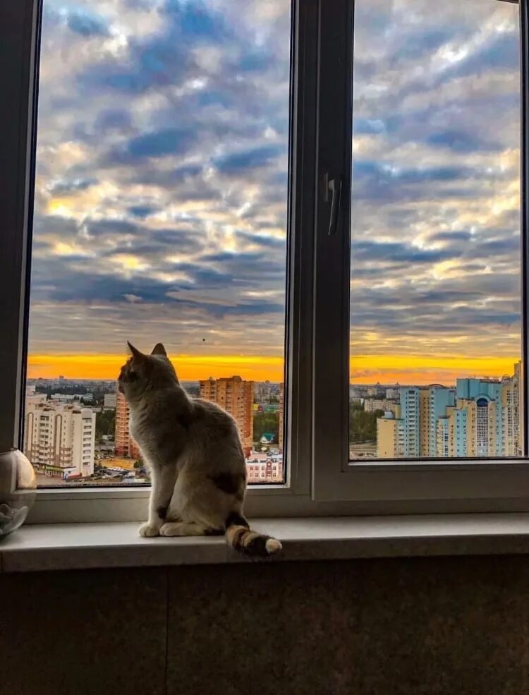 Кот открывает окно. Кот на окне. Котик на подоконнике. Кошка на подоконнике. Кошки на окошке.