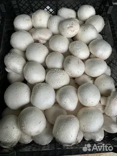Шампиньоны в казани