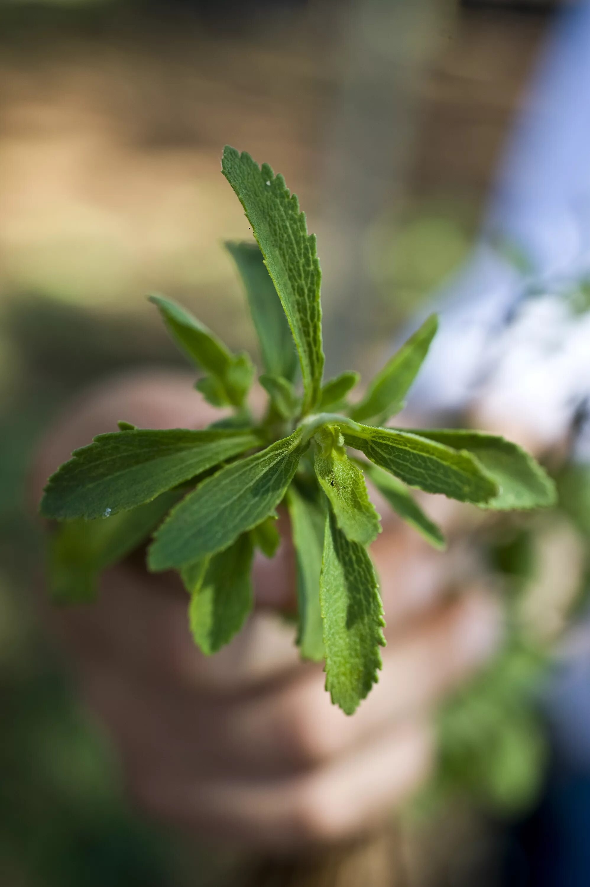 Stevia rebaudiana. Stevia rebaudiana Bertoni. Стевия усимлиги. Стевия растение.