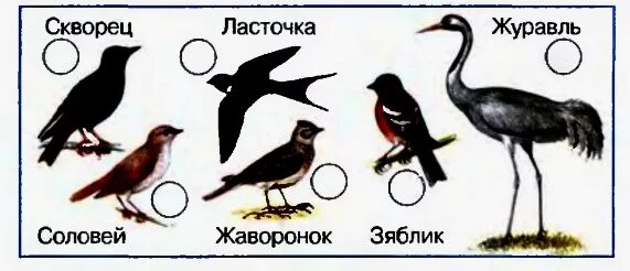 Звуки определенных птиц. Силуэты перелётных птиц для дошкольников. Силуэты птиц с названиями для детей. Силуэты перелетных птиц с названиями. Карточки по теме перелётные птицы.