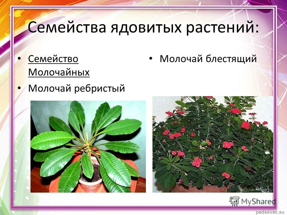 ядовитые цветы комнатные. молочай комнатный ядовитый. семейство кутровые комнатные растения. растения часто ядовитые семейство. ядовитое домашнее растение.