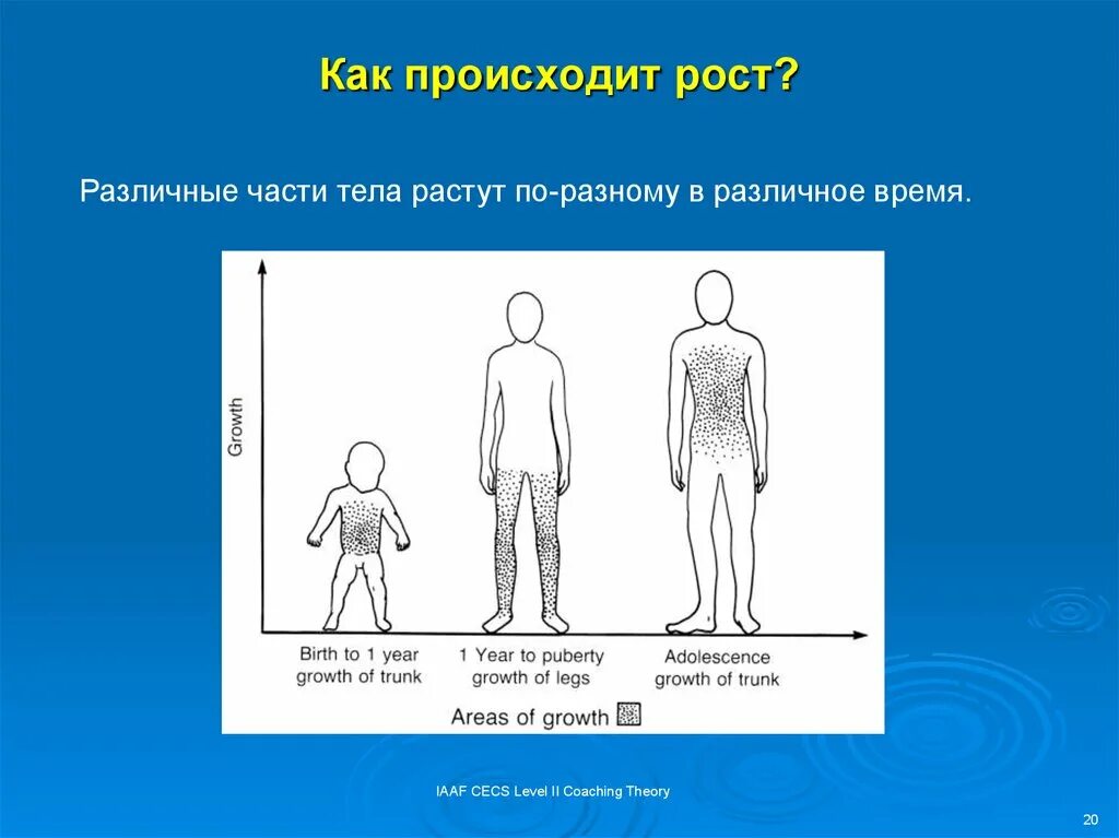 Период роста связанный. Как происходит рост. Скачки роста у мальчиков. Как происходит рост человека. Как происходит рост организма.