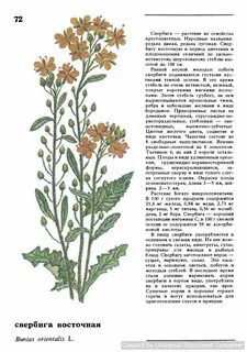 Полезные дикорастущие растения и их классификация