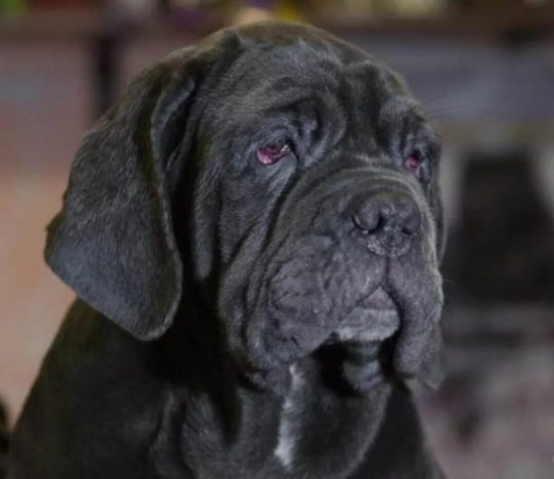 Мастиф клички. Мастиф клички. Тибетский мастиф и ньюфаундленд. Кличка кобеля мастифа. Тибетский мастиф львиный.