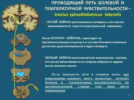 Путь кожного анализатора