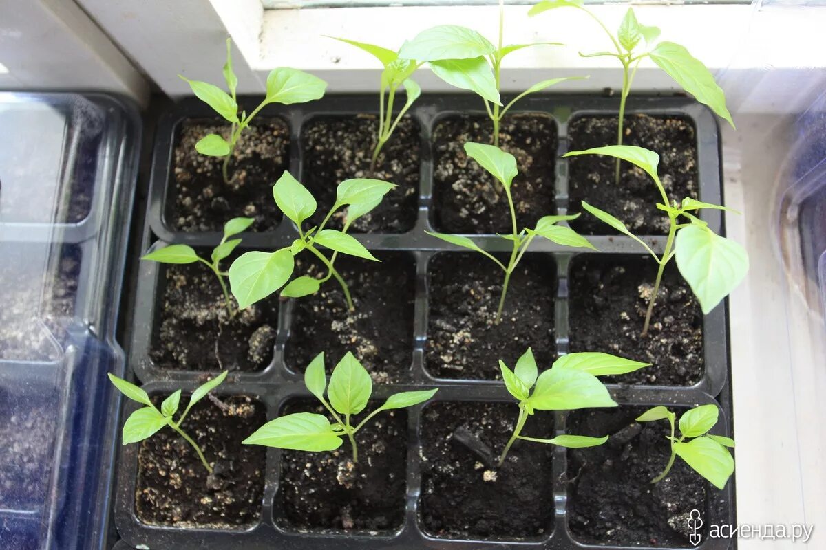 Перец сладкий рассада. Проблемы с рассадой перца. Перец острый горгона рассада. Рассада острого. Перец халапеньо рассада.