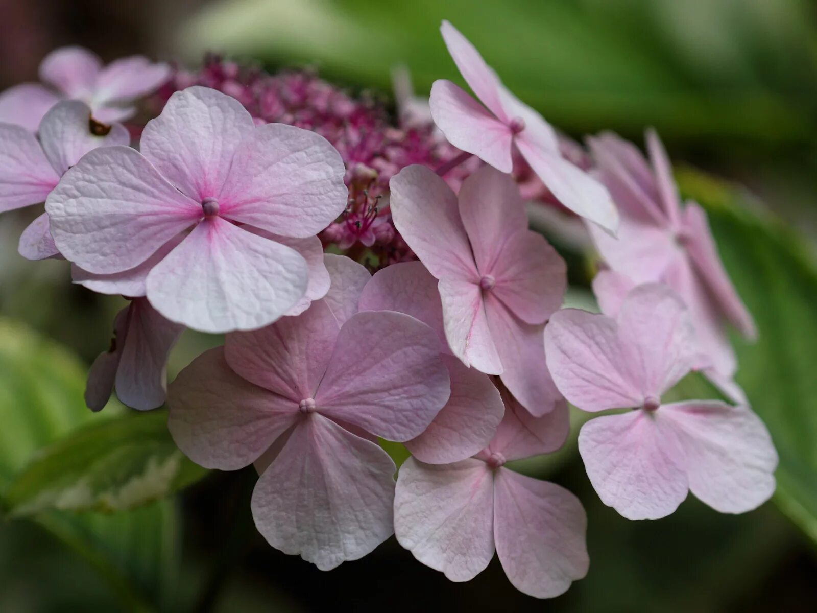 Диамантино гортензия метельчатая. Горец розеум соцветие. Гортензия строение цветка. Hydrangea petiolaris. Какой тип соцветия у гортензии.