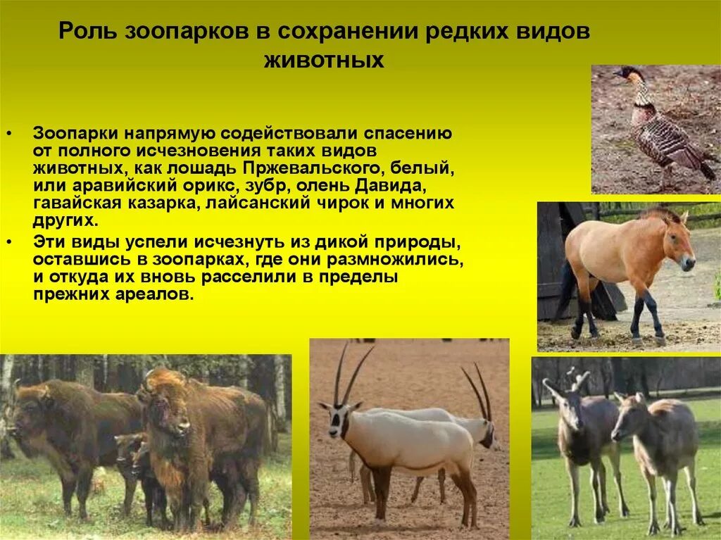 Меры охраны редких растений и животных 2. Сохранение видов животных. охрана редких животных. сохранение редких видов животных. способы сохранения исчезающих видов животных.