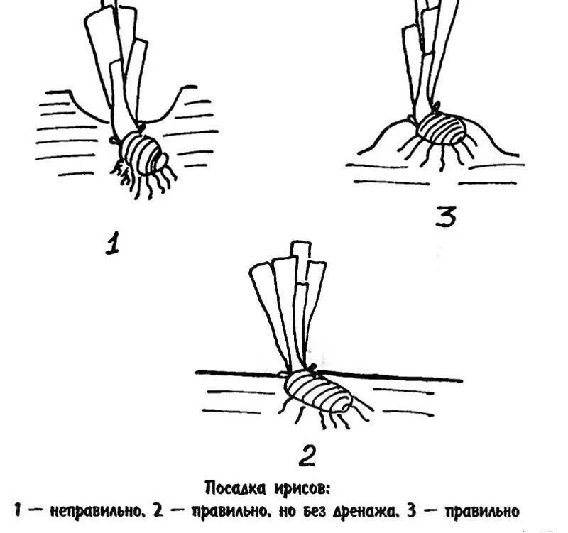Правильное высаживание. Посадка ирисов летом в открытый грунт. Посадка ириса весной в открытый грунт. Как сажать ирисы бородатые. Схема посадки ириса.