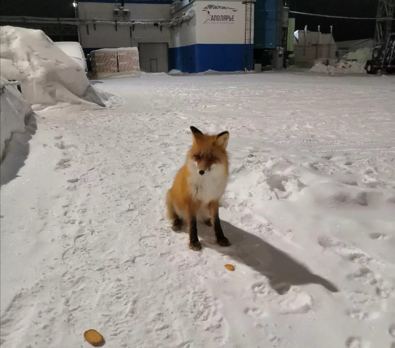 Лисица в городе. Лисы в городе. Лиса в городе зимой. Лиса в Москве. Maru fox