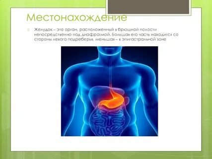 Желудок расположен в полости
