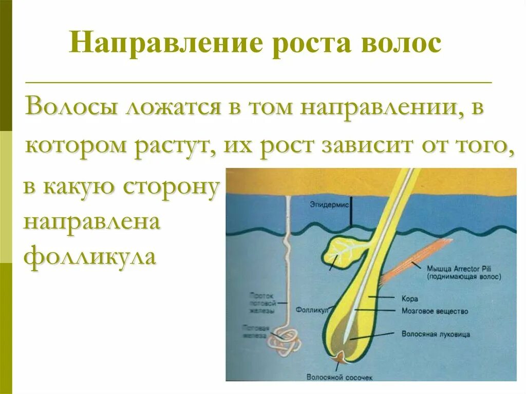 Как исправить рост волос. Направление роста волос. направление роста волос схема. по направлению роста волос. изменение направления роста волос.