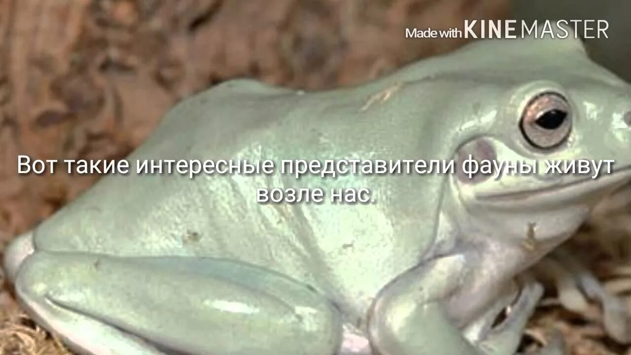 Лягушка квакша обыкновенная. Лягушка голубая квакша. Голубая квакша. Древесная лягушка квакша. Лягушка квакша зеленая.